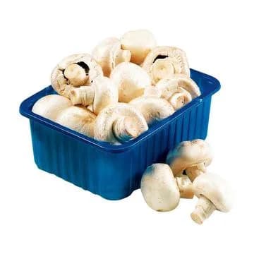 Champignon ravier