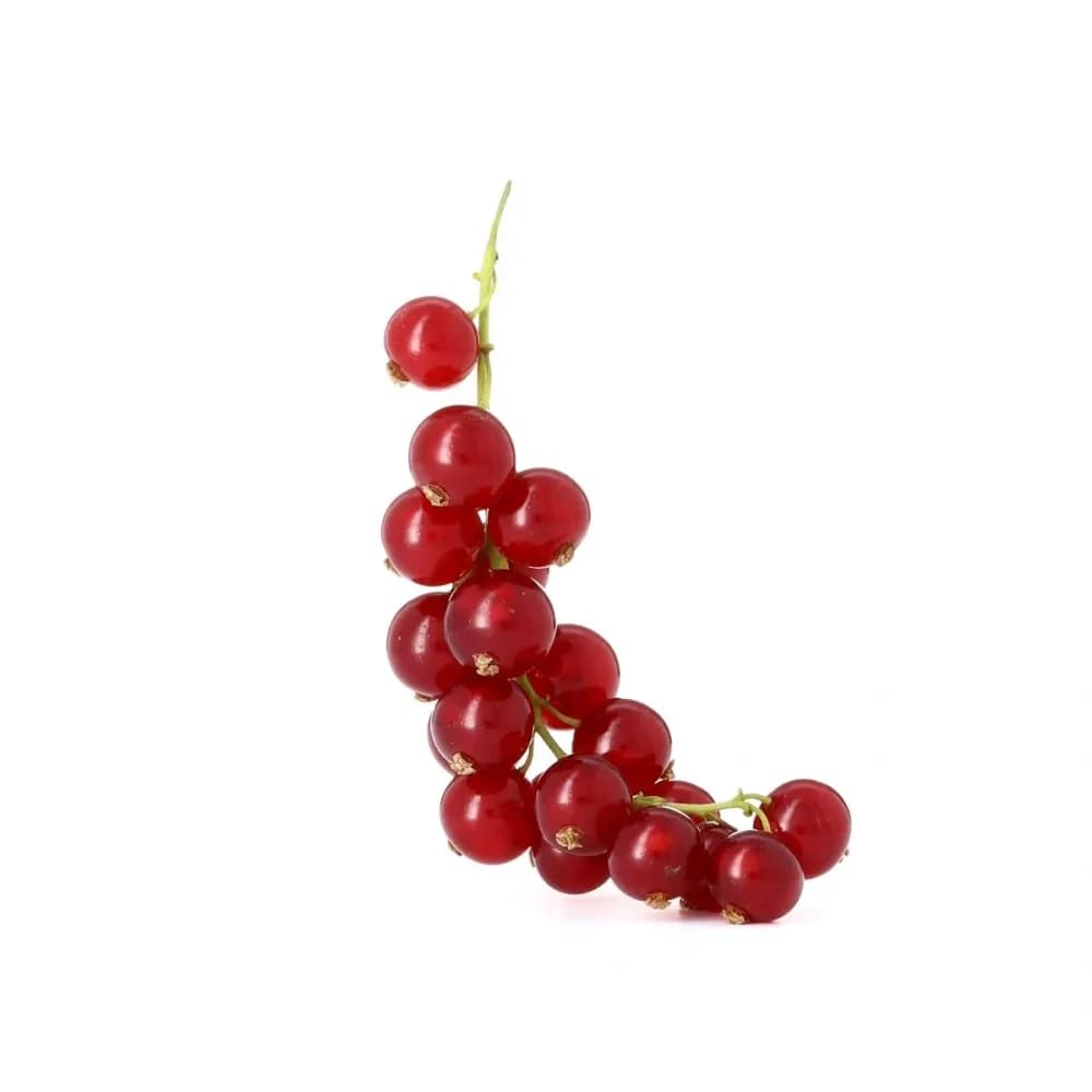 Groseille ravier