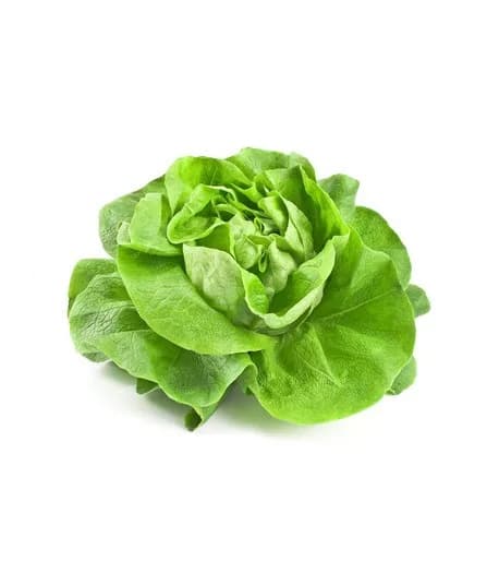 Salade laitue